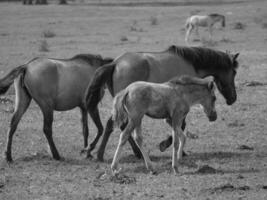 chevaux sauvages en allemagne photo