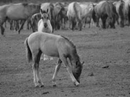 chevaux sauvages en allemagne photo