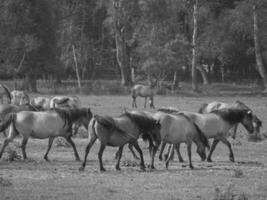 chevaux sauvages en allemagne photo