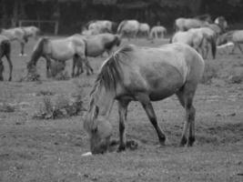 les chevaux sur une allemand champ photo