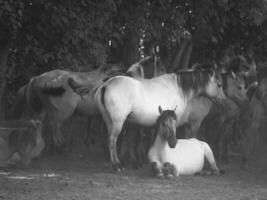 sauvage les chevaux dans le allemand westphalie photo