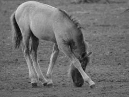 sauvage les chevaux dans le allemand westphalie photo