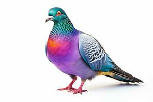 coloré Urbain pigeon, une commun oiseau a trouvé dans villes, affichage une variété de plumage couleurs, isolé sur une blanc Contexte. ai génératif photo