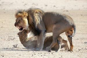 les Lions dans le Kgalagadi transfrontalier parc, Sud Afrique photo