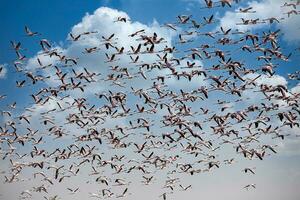 une troupeau de flamants roses en volant dans le ciel photo