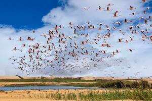 flamants roses à oiseau paradis, walvis baie, Namibie photo