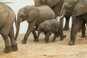 éléphants à hwange nationale parl, Zimbabwe photo