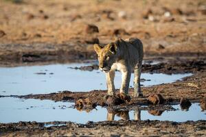 les Lions petits dans etosha nationale parc namibie.tif photo
