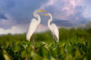 génial aigrette dans mompox colombie.tif photo