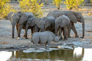 rhinocéros et l'éléphant à etosha nationale parc, Namibie photo