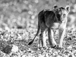 une noir et blanc photo de une Lion lionceau en marchant