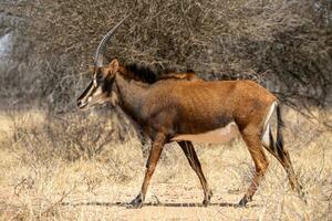 une grand antilope en marchant dans le herbe photo