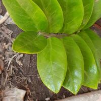 vert feuilles dans une tropical pays en dessous de le chaud Soleil. photo