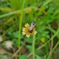 peu abeille en mangeant fleurs dans une tropical pays en dessous de le chaud Soleil. photo