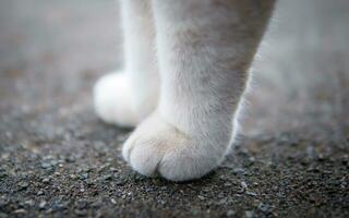 une proche en haut de une blanc chats patte et pieds photo