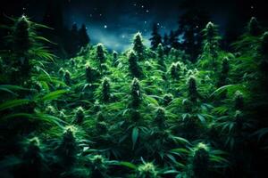 vert cannabis les plantes sur étoilé ciel Contexte génératif ai photo