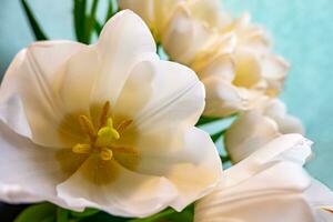 blanc tulipe sur une bleu Contexte photo