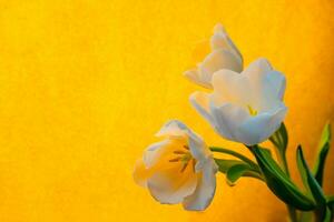 blanc tulipe sur une Orange Contexte photo