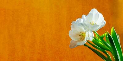 blanc tulipe sur une Orange Contexte photo