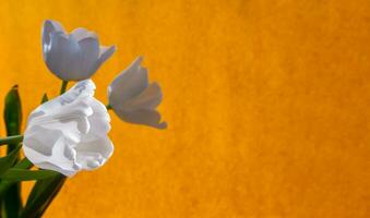 blanc tulipe sur une Orange Contexte photo