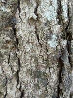 arbre écorce texture. mangue arbre Contexte. vieux tronc modèle. rugueux en bois peau fermer. photo
