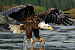 américain chauve Aigle dans vol. chauve Aigle haliaeetus leucocephalus dans vol. ai génératif photo