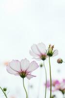 le cosmos fleur Contexte dans le jardin est planté comme un ornemental plante pour ceux qui comme à prendre des photos avec cosmos fleurs à prendre une Mémorial photo dans le vaste champ de cosmos fleurs.