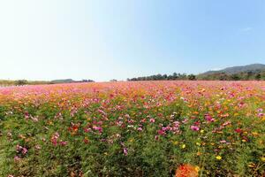 le cosmos fleur Contexte dans le jardin est planté comme un ornemental plante pour ceux qui comme à prendre des photos avec cosmos fleurs à prendre une Mémorial photo dans le vaste champ de cosmos fleurs.