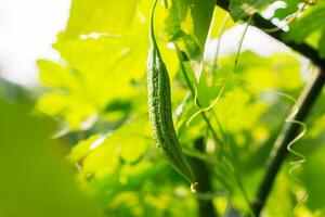 fermer vert Frais amer gourde dans dans biologique légume cultiver. sélectif se concentrer, agriculture photo