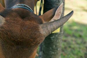 proche en haut klaxon de une indonésien marron vache avec floue Contexte photo