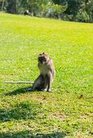 une singe est séance dans champ de vert herbe photo