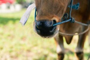 marron vache nez proche en haut avec vert herbe floue Contexte photo