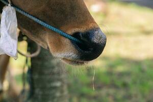 marron vache nez proche en haut avec vert herbe floue Contexte photo