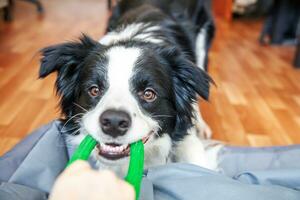 portrait amusant d'un mignon chiot souriant border collie tenant un jouet vert coloré dans la bouche. nouveau membre charmant de la famille petit chien à la maison jouant avec le propriétaire. concept de soins pour animaux de compagnie et d'animaux. photo