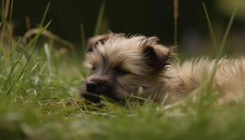 mignonne chiot en jouant dans le herbe, profiter le ensoleillé en plein air généré par ai photo