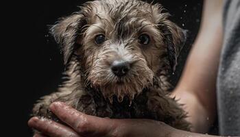 humide chiot dans baignoire, mignonne et faire le ménage, à la recherche à caméra généré par ai photo