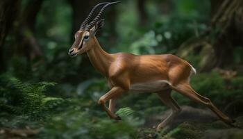 impala pâturage sur vert herbe dans africain région sauvage, à la recherche alerte généré par ai photo