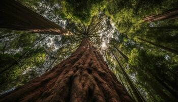 vibrant vert forêt, lumière du soleil filtres par vieux conifère des arbres généré par ai photo