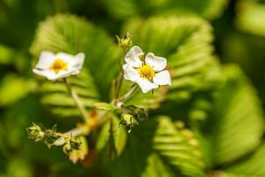 industriel cultivation de des fraises. buisson de fraise avec fleur dans printemps ou été jardin lit. Naturel croissance de baies sur cultiver. éco en bonne santé biologique nourriture horticulture concept Contexte. photo