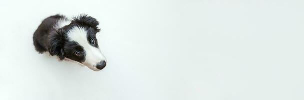 drôle de portrait en studio de mignon chiot souriant border collie isolé sur fond blanc. concept de soins pour animaux de compagnie et d'animaux. bannière photo