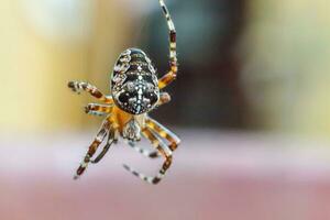 arachnophobie peur de araignée mordre concept. macro proche en haut araignée sur araignée araignée la toile sur Naturel flou Contexte. la vie de insectes. horreur effrayant effrayant bannière pour Halloween. photo