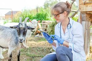 jeune femme vétérinaire avec ordinateur tablette examinant la chèvre sur fond de ranch. un médecin vétérinaire vérifie la chèvre dans une ferme écologique naturelle. concept de soins aux animaux et d'élevage écologique. photo