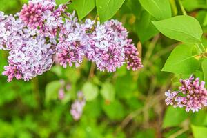 magnifique odeur violet violet lilas fleur fleurs dans printemps temps. proche en haut macro brindilles de lilas sélectif se concentrer. inspirant Naturel floral épanouissement jardin ou parc. écologie la nature paysage photo