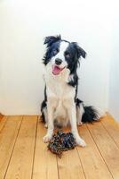 portrait amusant d'un mignon chiot souriant border collie tenant un jouet de corde coloré dans la bouche. nouveau membre charmant de la famille petit chien à la maison jouant avec le propriétaire. concept de soins pour animaux de compagnie et d'animaux. photo