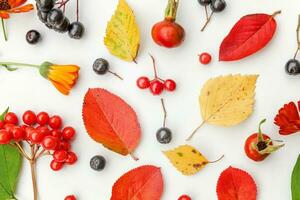 l'automne floral composition. les plantes viorne sorbier des oiseleurs baies dogrose Frais fleurs coloré feuilles isolé sur blanc Contexte. tomber Naturel les plantes écologie fond d'écran concept. plat poser, Haut vue photo