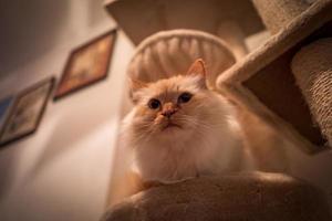 photo d'intérieur du chat sacré de Birmanie