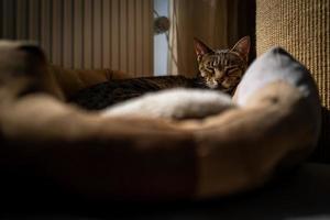 un joli chat de la savane dans son lit photo