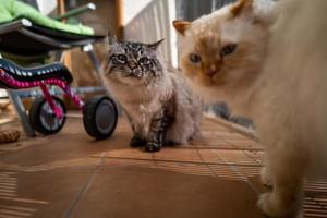 un mignon chat sacré de Birmanie photo