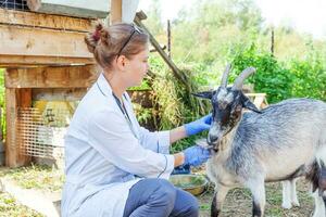 Jeune vétérinaire femme avec stéthoscope en portant et examiner chèvre sur ranch Contexte. Jeune chèvre avec vétérinaire mains pour vérifier en haut dans Naturel éco cultiver. animal se soucier bétail écologique agriculture concept. photo