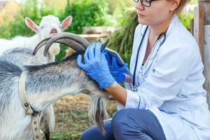 jeune femme vétérinaire avec ordinateur tablette examinant la chèvre sur fond de ranch. un médecin vétérinaire vérifie la chèvre dans une ferme écologique naturelle. concept de soins aux animaux et d'élevage écologique. photo